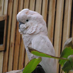Animal Adventure - Moluccan Cockatoo