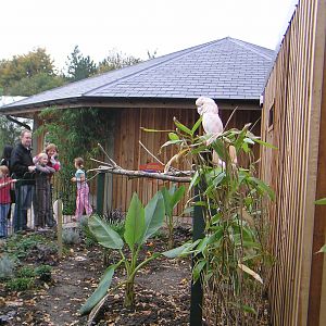 Animal Adventure - Cockatoo Enclosure