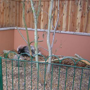 Animal Adventure - Porcupine Enclosure