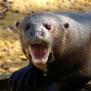 Giant otter (Pteronura brasiliensis)