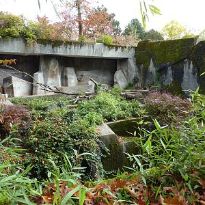 Sumatran Tiger Exhibit