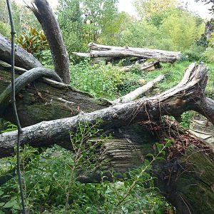 Jaguar Cove - Brilliant!