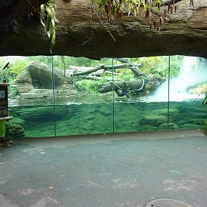 Jaguar Cove - Brilliant!