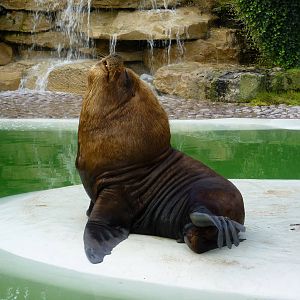 Pantagonian Sealion
