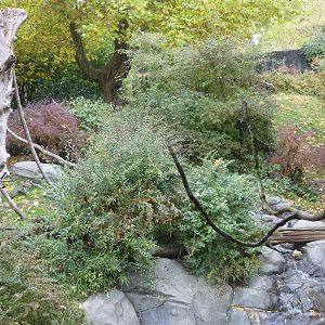 Gorilla Exhibit - See The Gorilla?