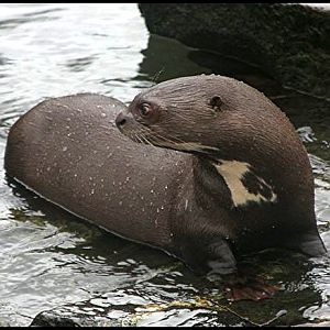 Giant Otter.