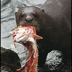 Giant Otter.
