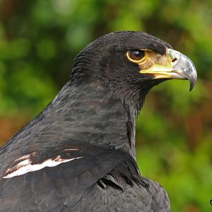 Verreaux's Eagle