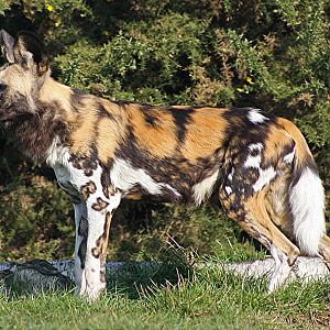 African Hunting Dog.