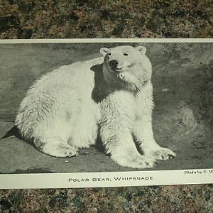 Polar Bear