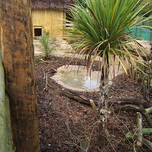Red-footed Tortoise Enclosure