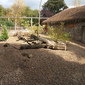 Meerkat Enclosureand House