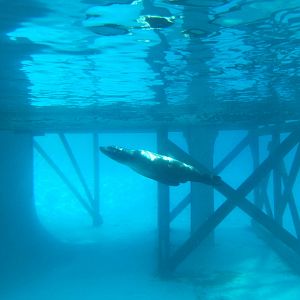 Californian Sealion underwater