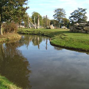 Hamadryas Baboon Island