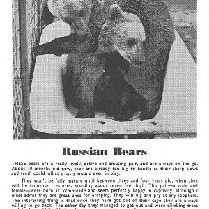 Russian Brown Bears