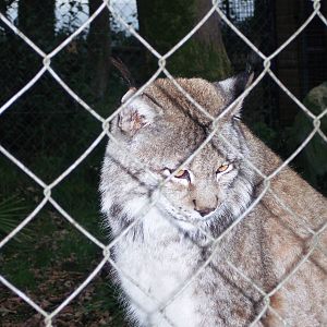 Lynx