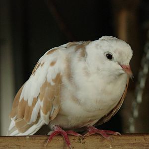 Bird Kingdom Visit - August 16th, 2009