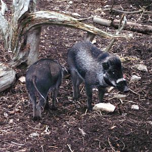 Warty Pig
