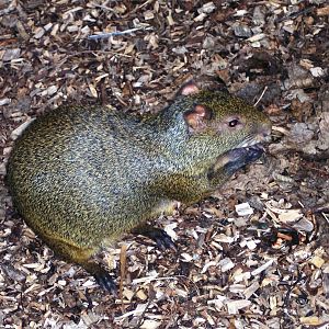 Agouti