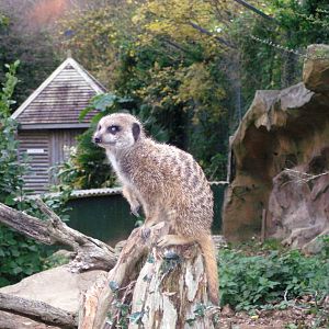 Meerkat