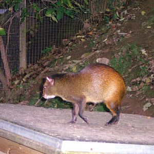 Agouti