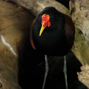 Bird Kingdom Visit - August 16th, 2009