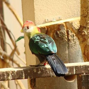 Bird Kingdom Visit - August 16th, 2009