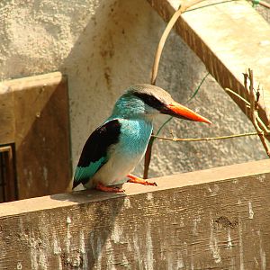 Bird Kingdom Visit - August 16th, 2009