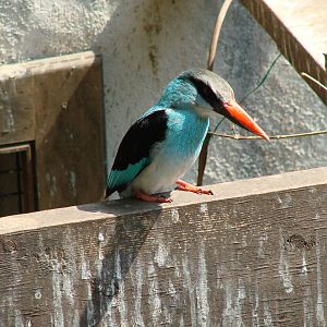 Bird Kingdom Visit - August 16th, 2009