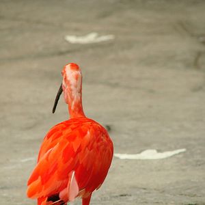 Bird Kingdom Visit - August 16th, 2009