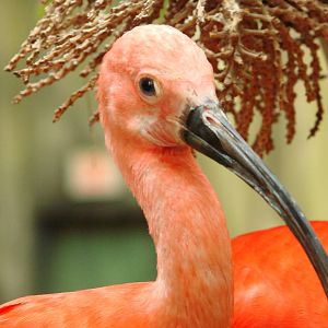 Bird Kingdom Visit - August 16th, 2009