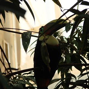 Bird Kingdom Visit - August 16th, 2009