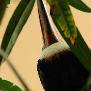 Bird Kingdom Visit - August 16th, 2009