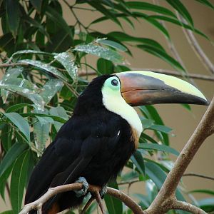 Bird Kingdom Visit - August 16th, 2009