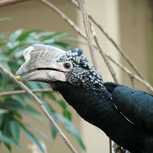 Bird Kingdom Visit - August 16th, 2009