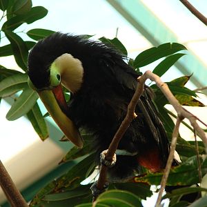 Bird Kingdom Visit - August 16th, 2009