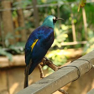 Bird Kingdom Visit - August 16th, 2009