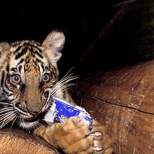 Panthera tigris - Si Racha Tiger Zoo