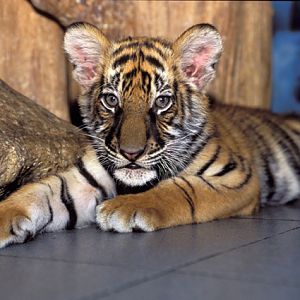 Panthera tigris - Si Racha Tiger Zoo