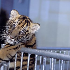Panthera tigris - Si Racha Tiger Zoo