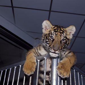 Panthera tigris - Si Racha Tiger Zoo