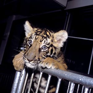 Panthera tigris - Si Racha Tiger Zoo