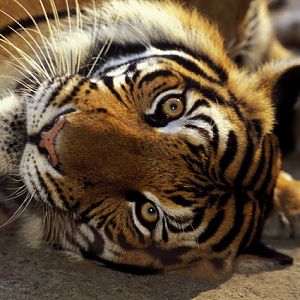 Panthera tigris - Si Racha Tiger Zoo