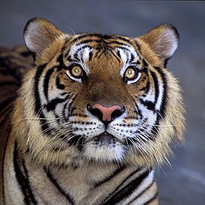 Panthera tigris - Si Racha Tiger Zoo