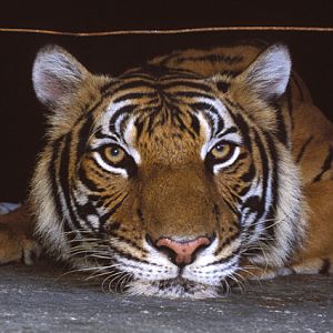 Panthera tigris - Si Racha Tiger Zoo