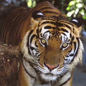 Panthera tigris - Si Racha Tiger Zoo