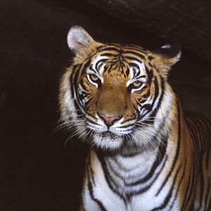 Panthera tigris - Si Racha Tiger Zoo