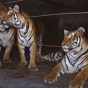 Panthera tigris - Si Racha Tiger Zoo