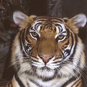 Panthera tigris - Si Racha Tiger Zoo