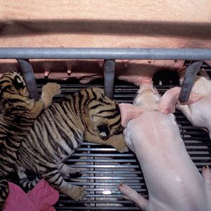 Panthera tigris - Si Racha Tiger Zoo